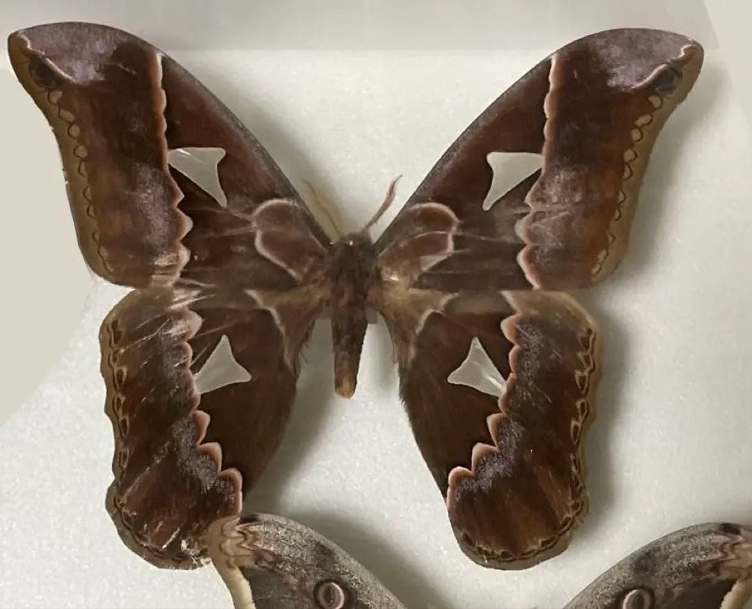 蝶 蛾 標本 ロスチャイルドヤママユ オオクジャクヤママユ 少年の日の思い出