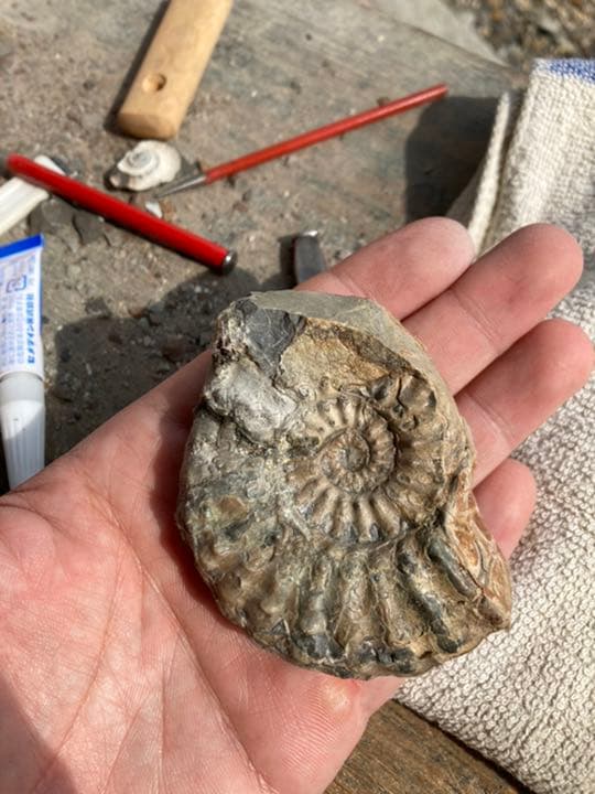 北海道　アンモナイト　テキサナイテスカワサキイ　化石　/ 恐竜　夏休み