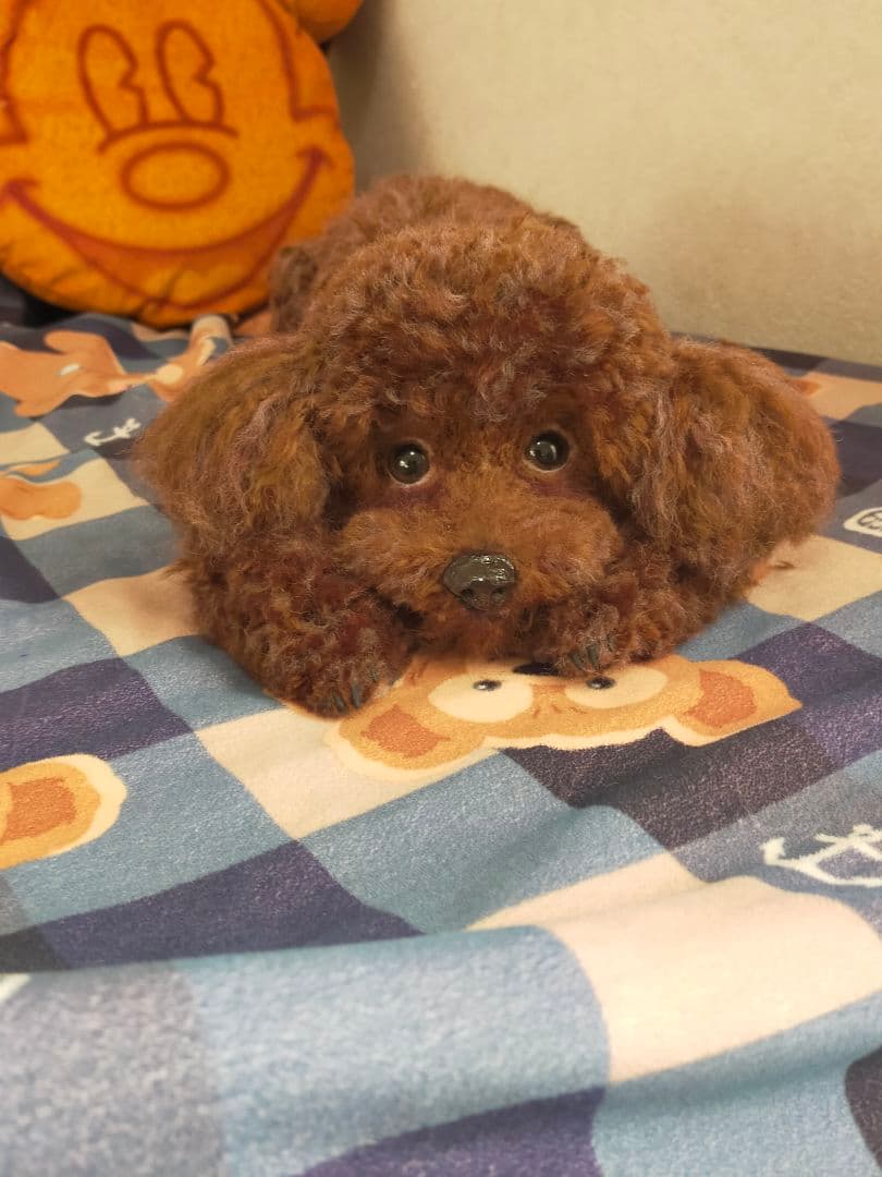 ぶんくりオーダーページ♡