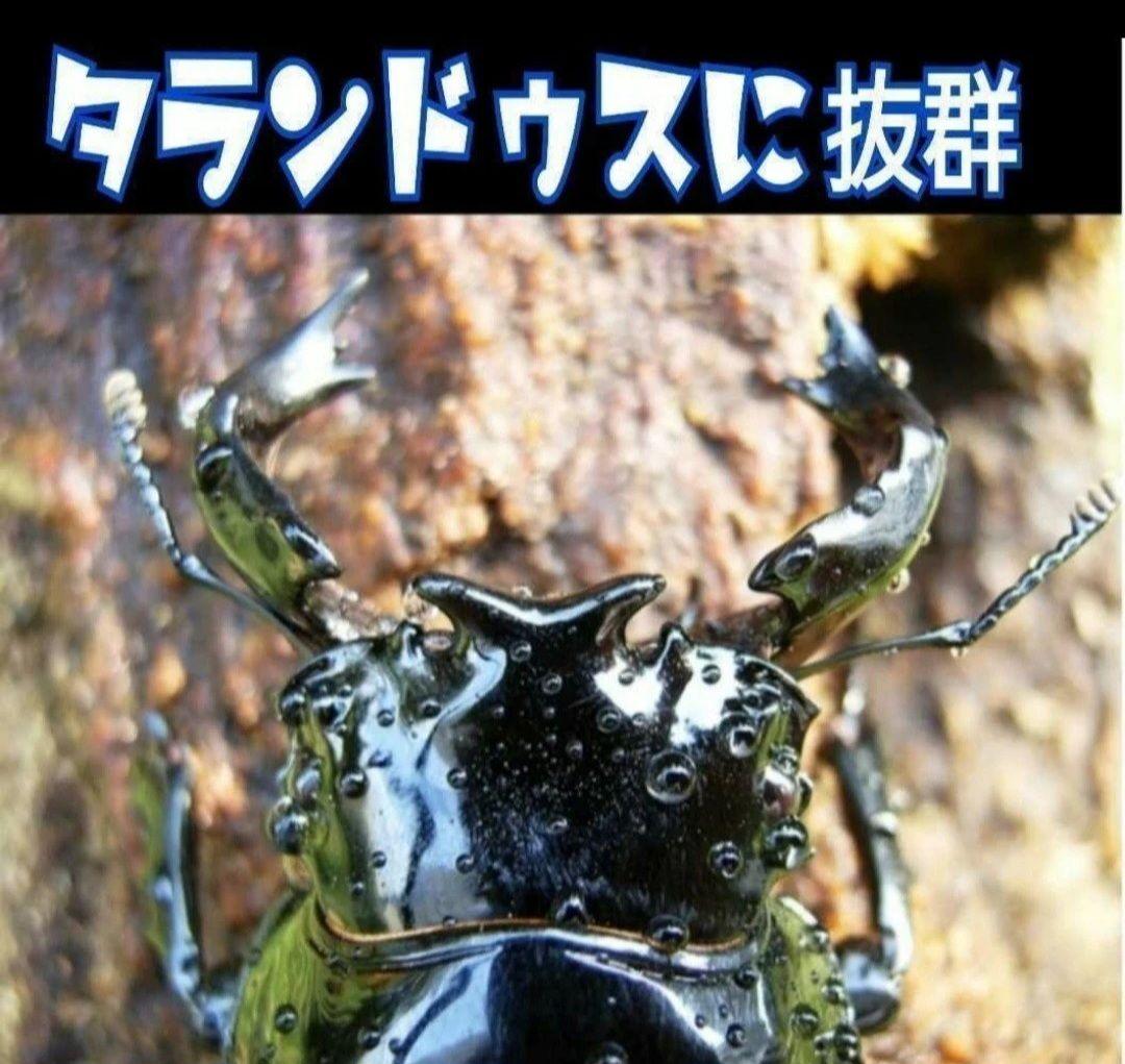 カワラタケ菌糸瓶1100ml 【８本】トレハロース強化配合！クワガタ全般に使える