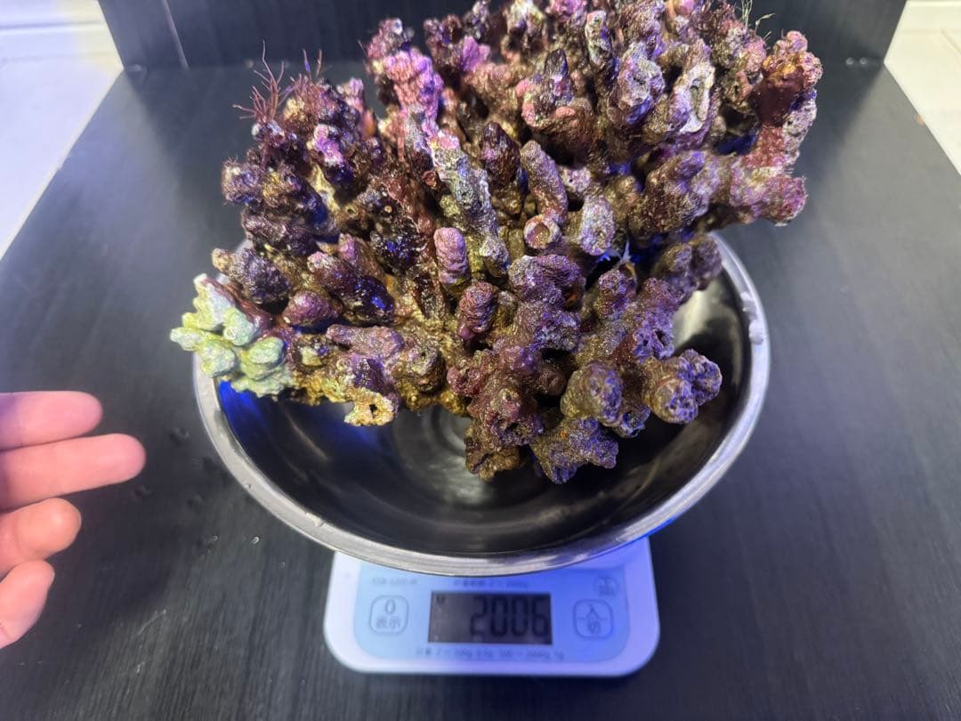 ナカジ 天然ライブロック 6.4kg (7個)