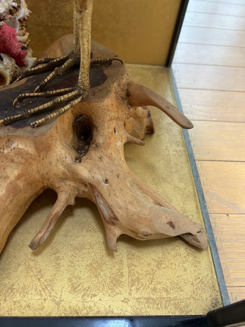 ゴイサギの剥製 ガラスケース入り