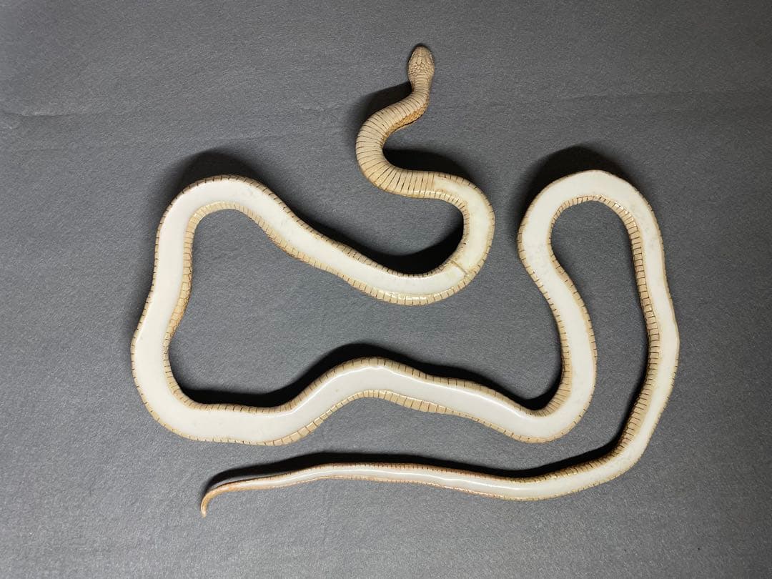 シマヘビ（レプリカ）