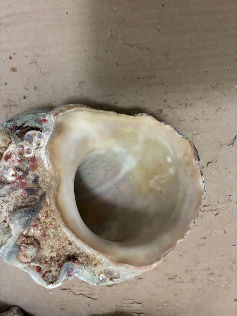 スライス【訳アリ夜光貝】沖縄県産