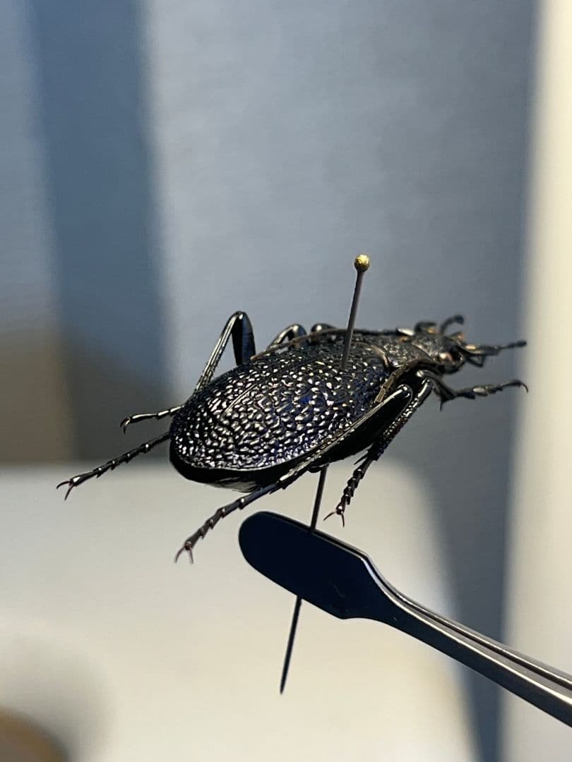 【36mm】ボンヴロワキンオサムシ トルコ産 標本 イボハダオサムシ 青緑