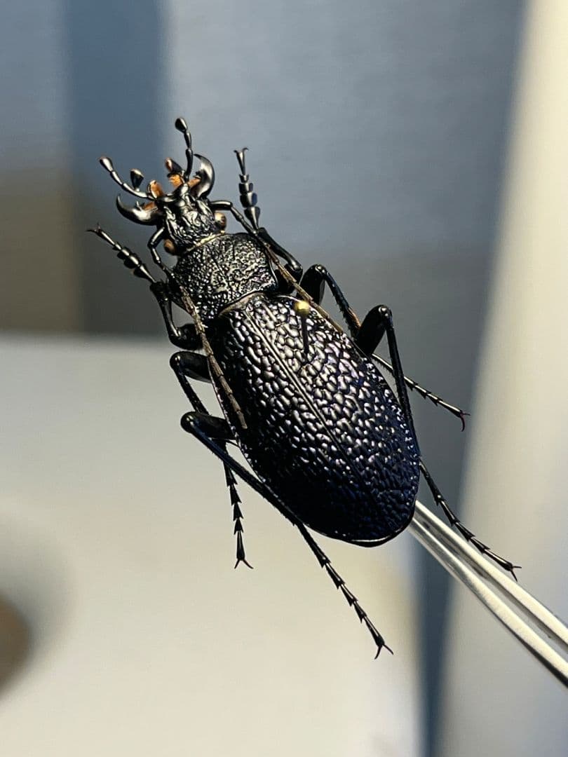 【36mm】ボンヴロワキンオサムシ トルコ産 標本 イボハダオサムシ 青緑