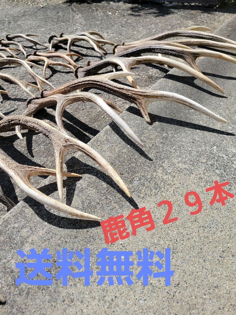 兵庫県★北部産★鹿の 天然角29本★まとめ売り★