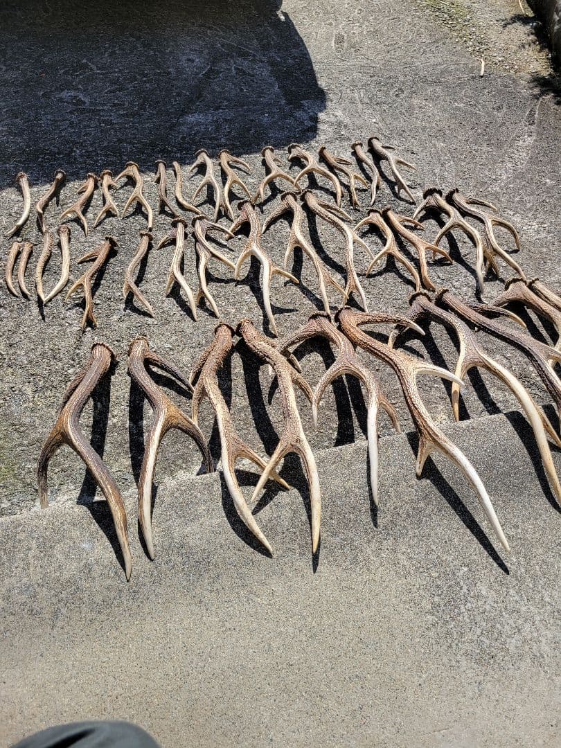 兵庫県★北部産★鹿の 天然角29本★まとめ売り★