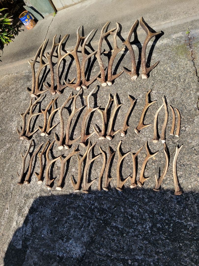 兵庫県★北部産★鹿の 天然角29本★まとめ売り★