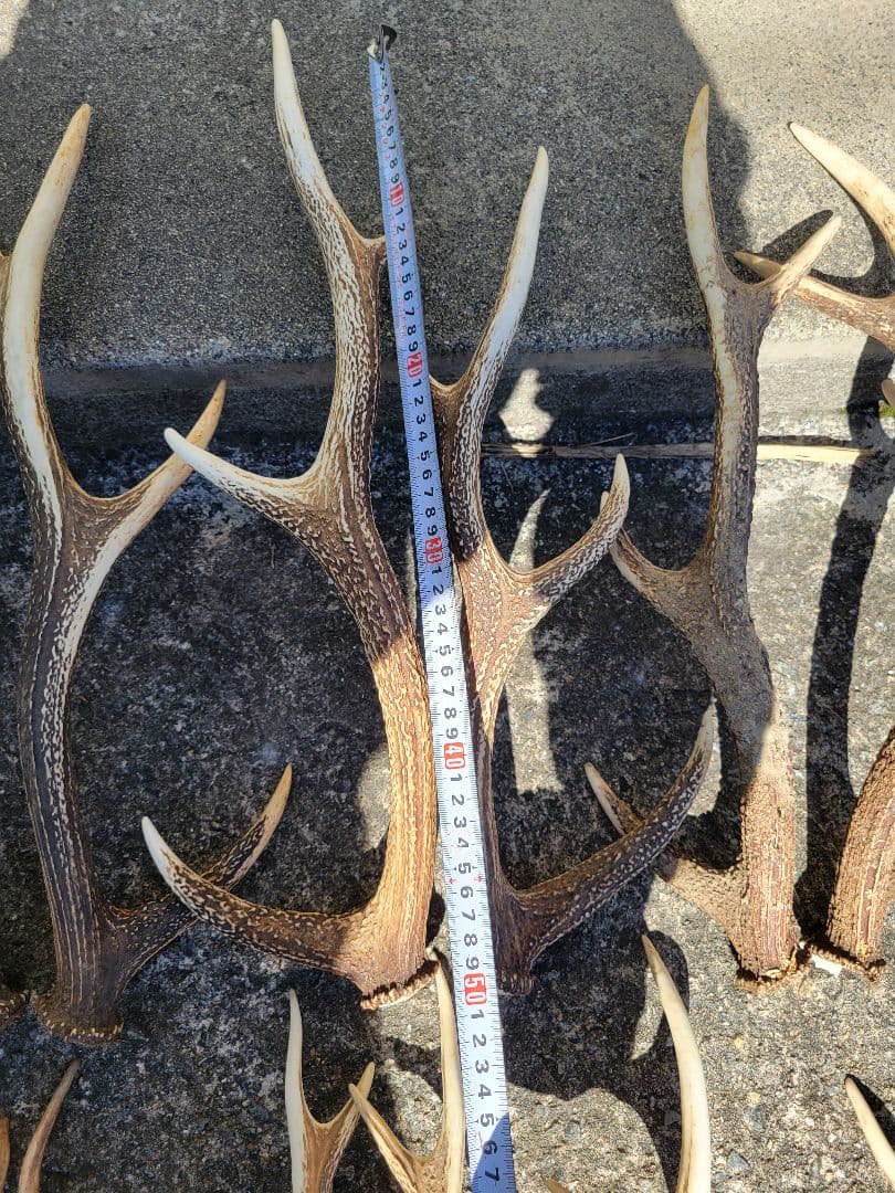 兵庫県★北部産★鹿の 天然角29本★まとめ売り★