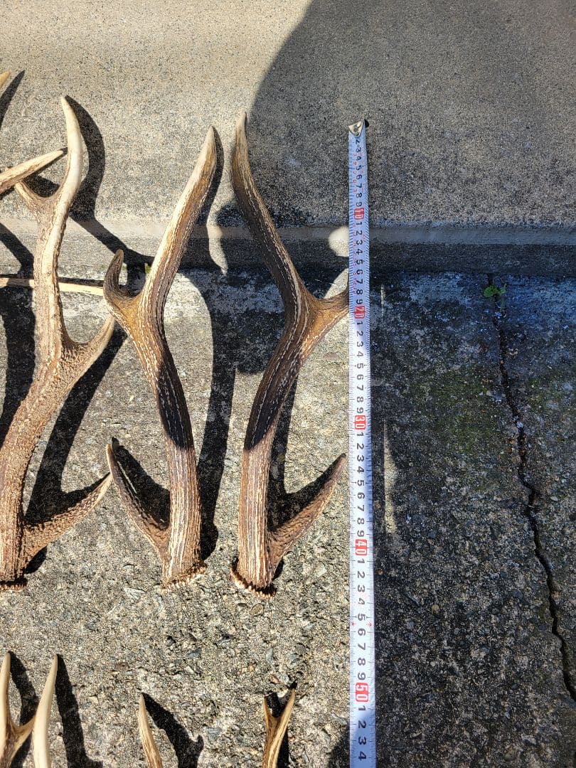 兵庫県★北部産★鹿の 天然角29本★まとめ売り★