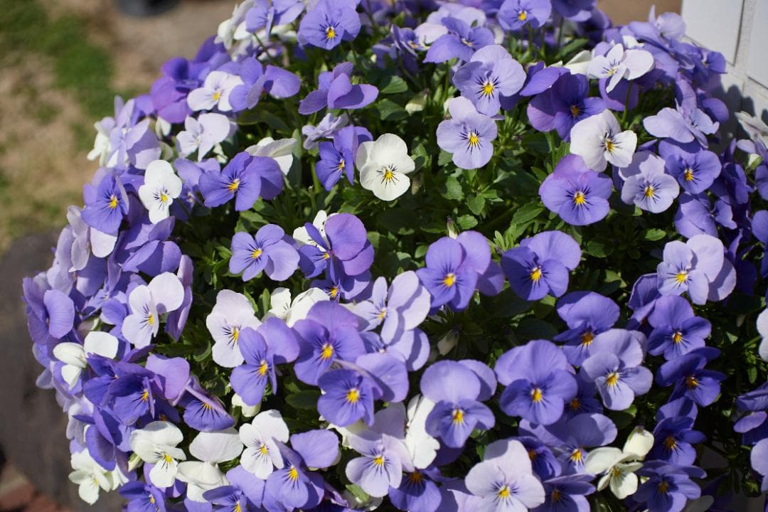 SMC PENTAX-M F1.4 /50mm KマウントL83