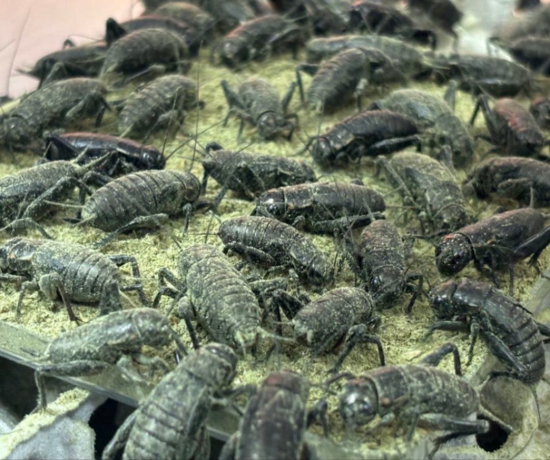 クロコオロギL 約1000匹1kg 冷凍コオロギ