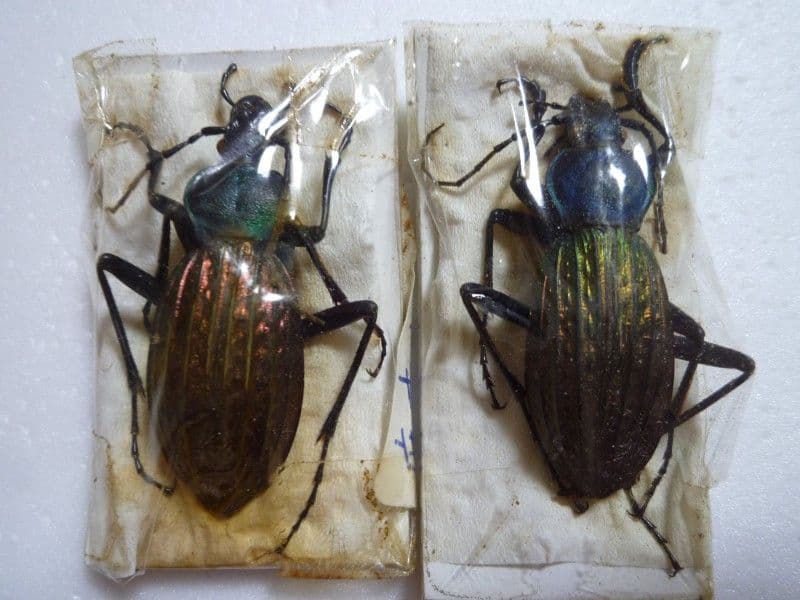 【外国産蝶標本】アグリアス・ファルキドン♂/ブラジル産/64mm