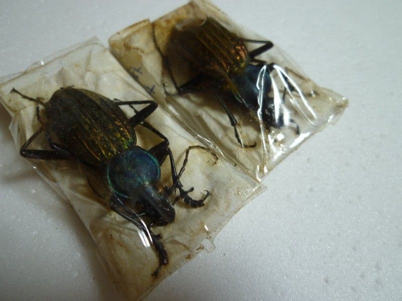 【外国産蝶標本】アグリアス・ファルキドン♂/ブラジル産/64mm