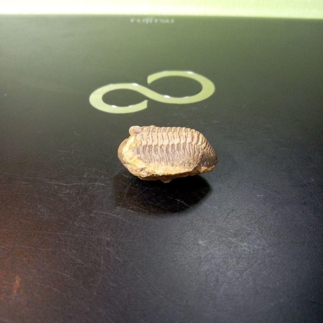 三葉虫　化石　fossil　ボリビア産　トライロバイト　Fossil番号⑨