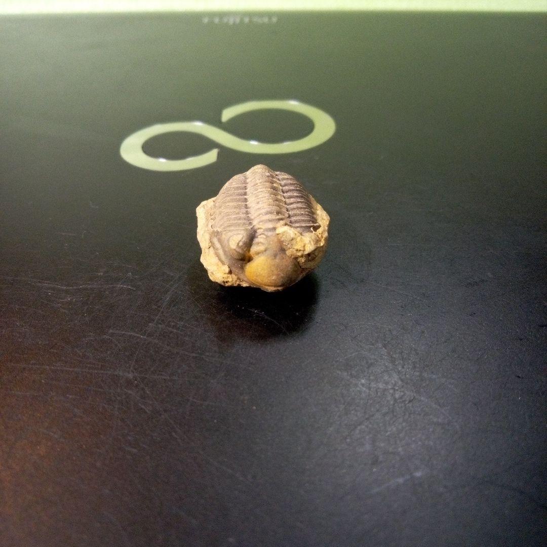 三葉虫　化石　fossil　ボリビア産　トライロバイト　Fossil番号⑨