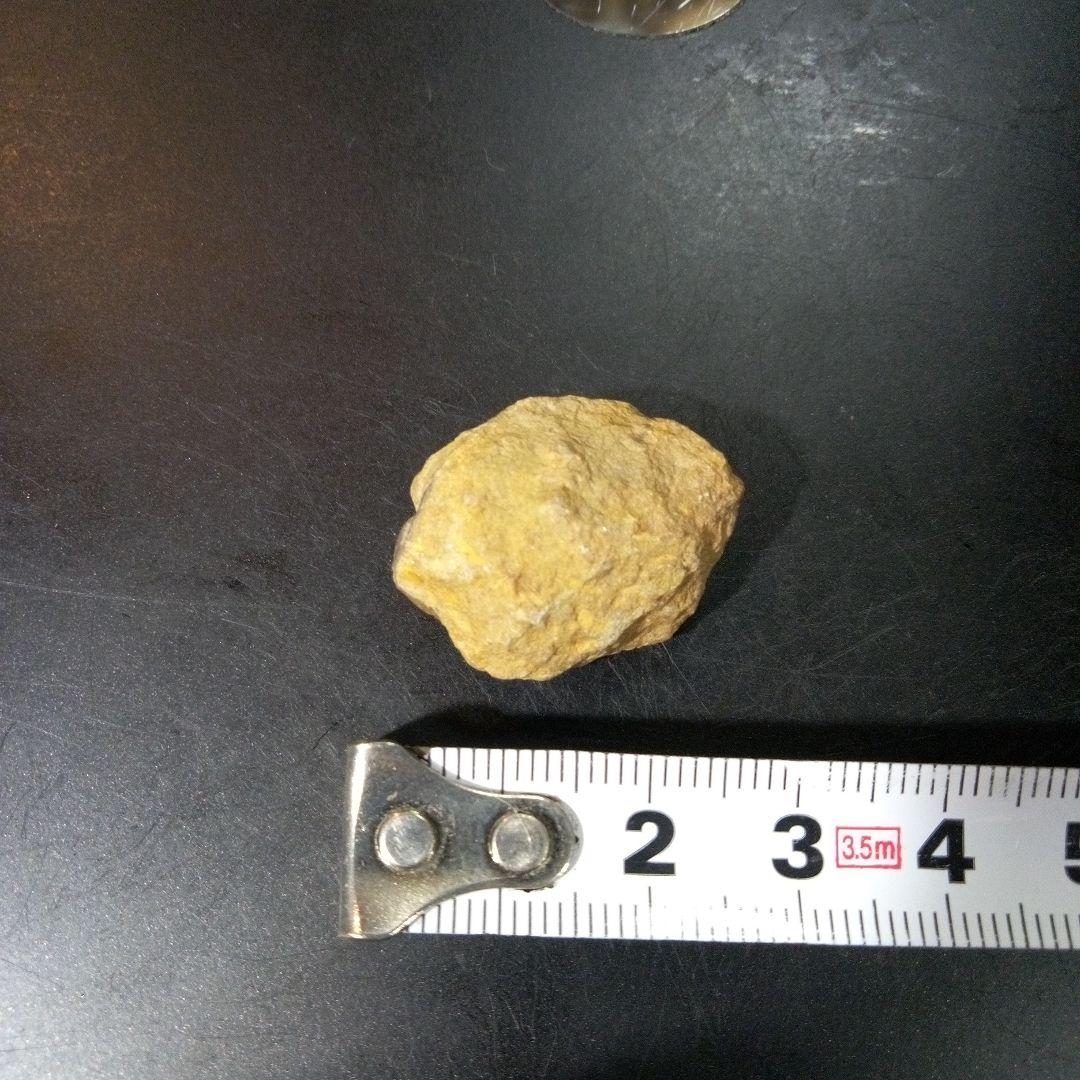 三葉虫　化石　fossil　ボリビア産　トライロバイト　Fossil番号⑨