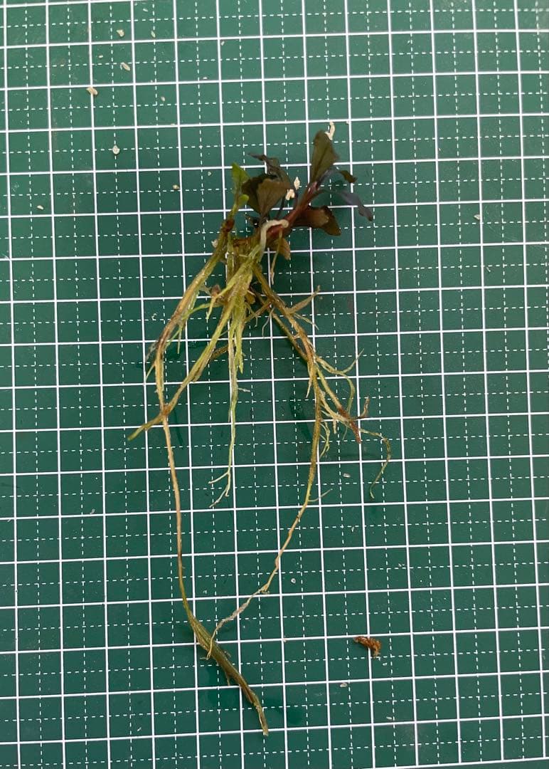 Bucephalandra sp.Ghost kalimantan①