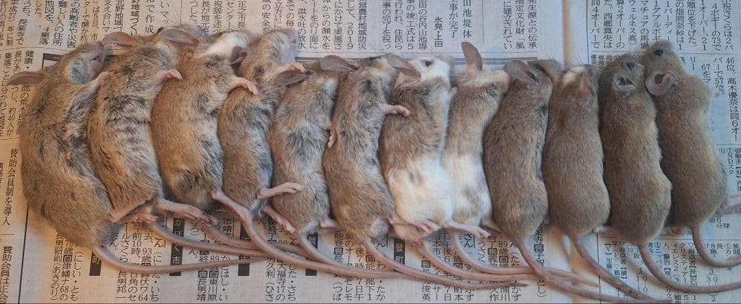 kaiyo冷凍ヤワゲネズミ12匹 ラットS 10匹 ラットSM 10匹