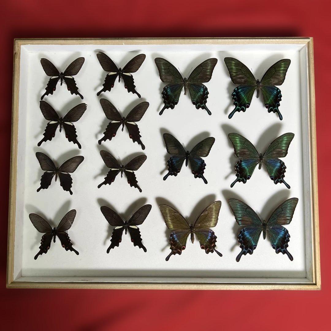 希少蝶標本ドイツガラス木箱現状品のみ41x50x6cm