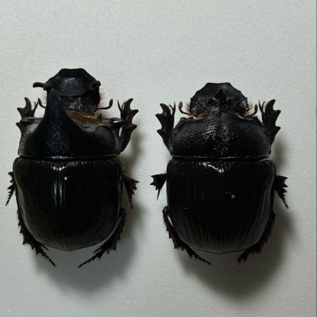 昆虫標本 巨大種　オウサマナンバンダイコクコガネ 大型ペア65×61
