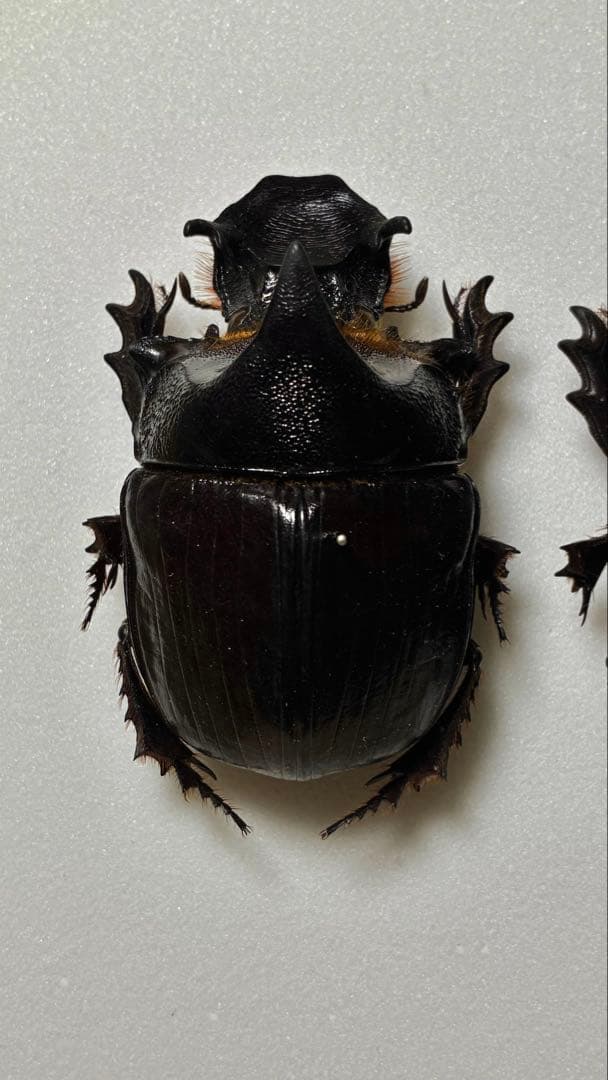 昆虫標本 巨大種　オウサマナンバンダイコクコガネ 大型ペア65×61