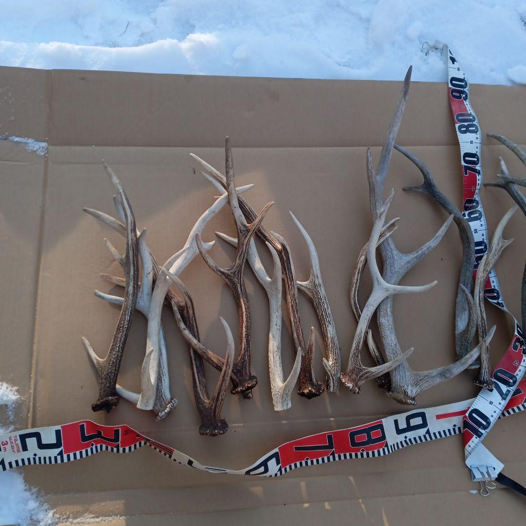 蝦夷鹿の角、犬用おもちゃ 工芸品などに ２番