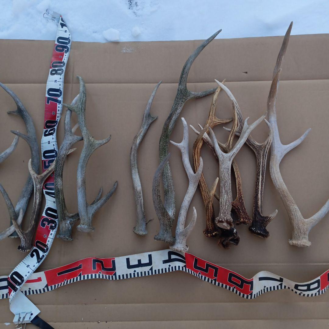 蝦夷鹿の角、犬用おもちゃ 工芸品などに ２番