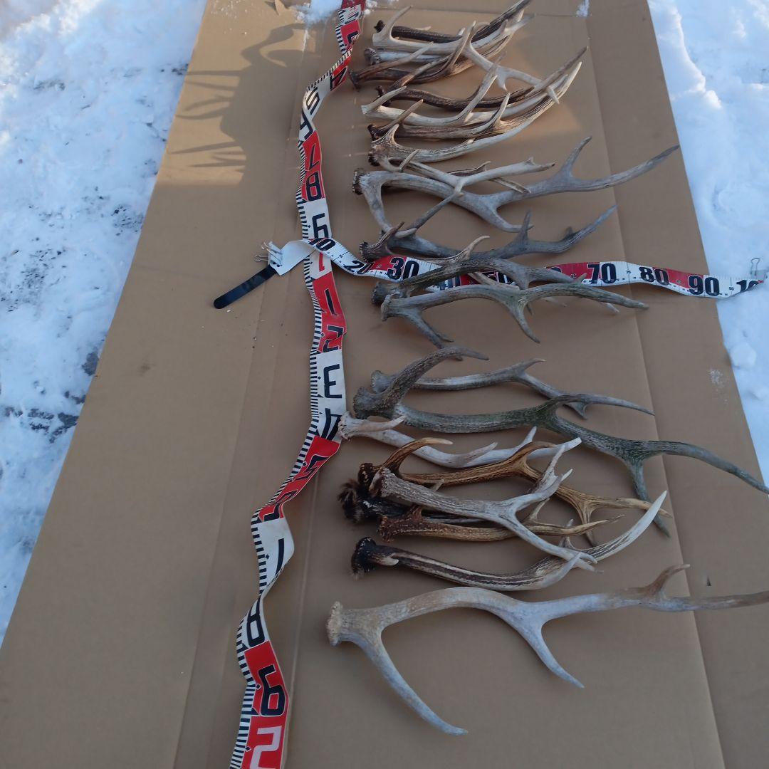 蝦夷鹿の角、犬用おもちゃ 工芸品などに ２番