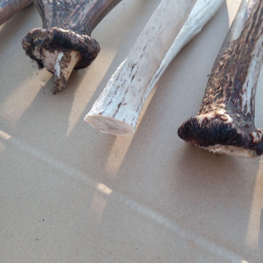 蝦夷鹿の角、犬用おもちゃ 工芸品などに ２番