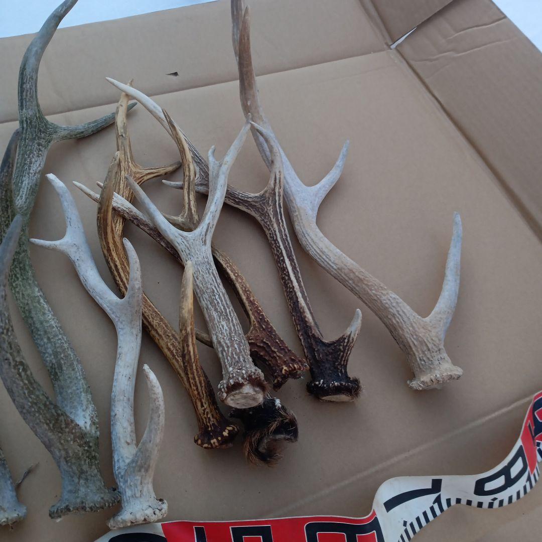 蝦夷鹿の角、犬用おもちゃ 工芸品などに ２番