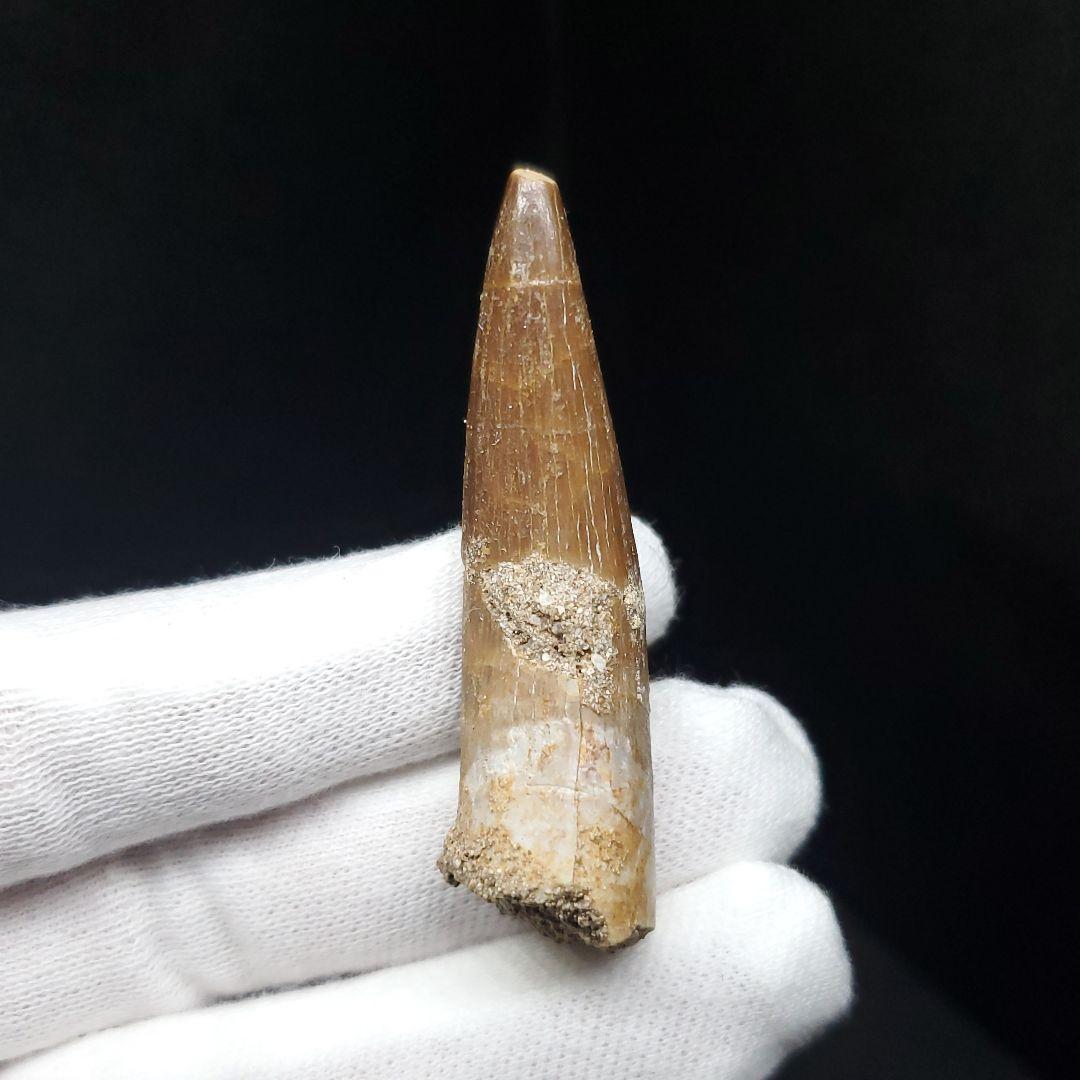 プレシオサウルス 化石 歯 本物 モロッコ産 50.5mm ケース付 pr108