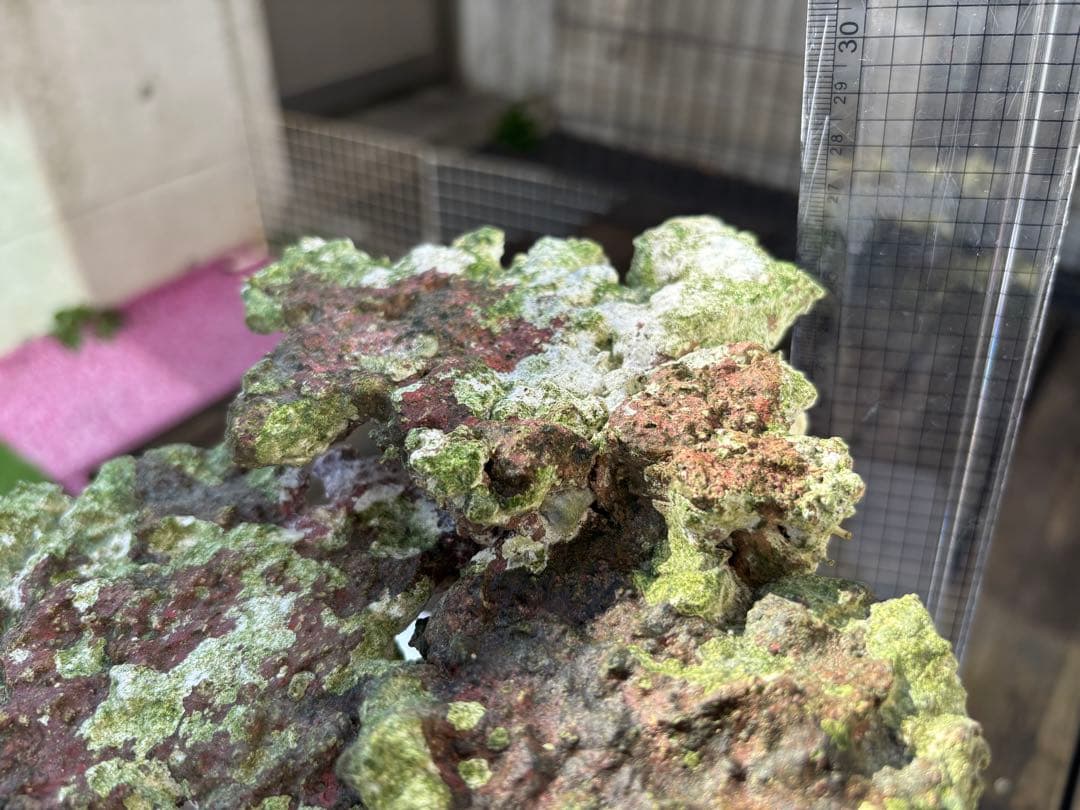 ライブロック 2点セット JSコーラル