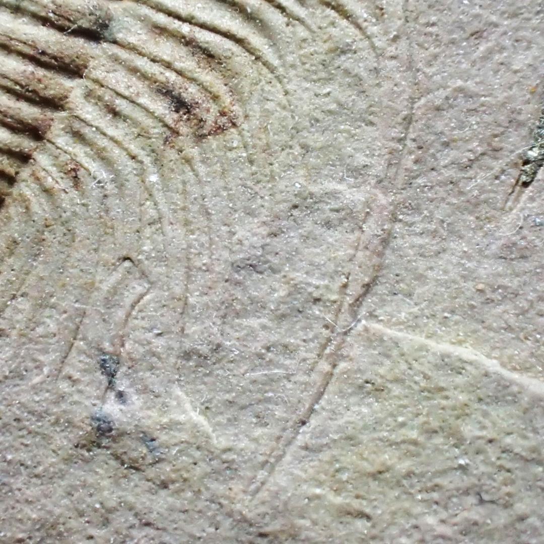 三葉虫の化石 美麗 オレネルス USA産 本物保証