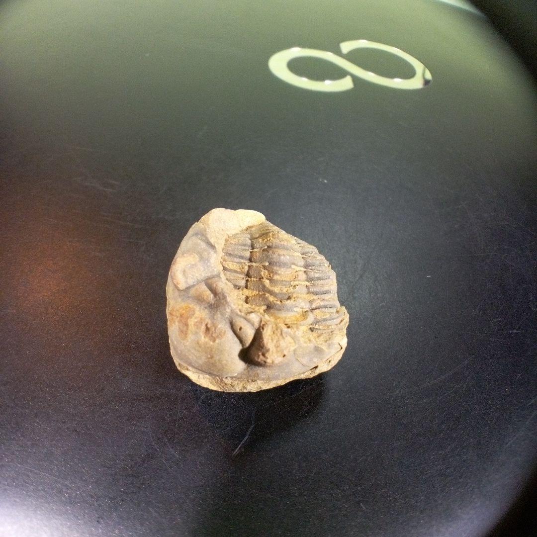 三葉虫　化石　fossil　海　ボリビア産　trilobite　海生動物網①