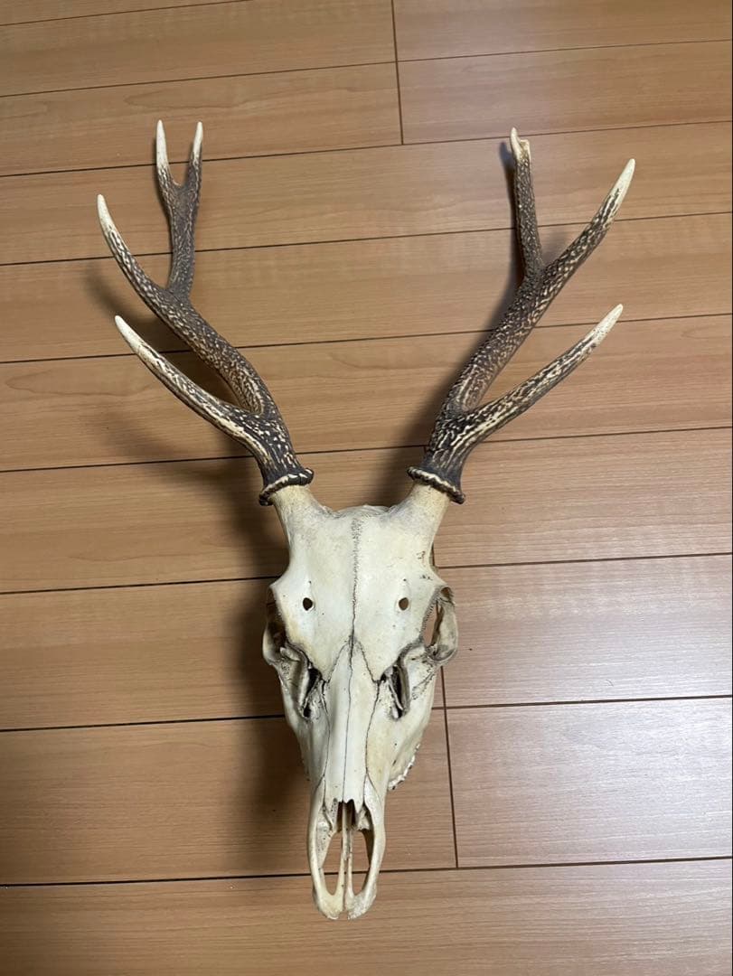 鹿の頭骨 角付き インテリア用　魔除け　ニホンジカ　2本　パキポんぐ