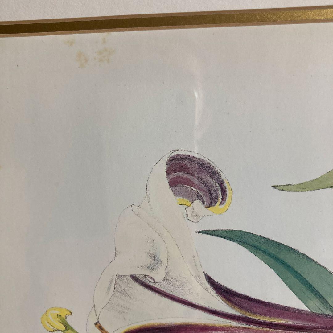 ボタニカル　絵　ローラアシュレイ　イギリスで購入