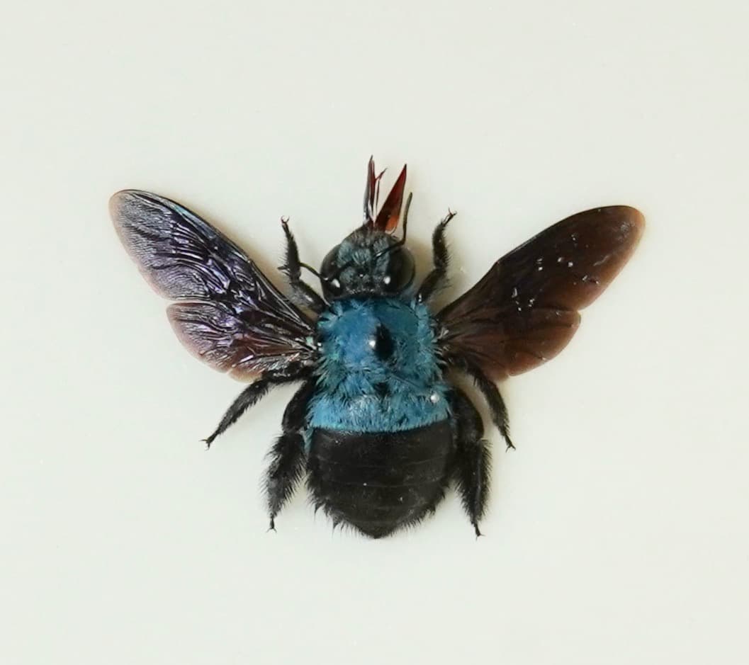 昆虫標本セット　希少