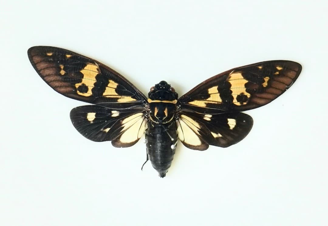 昆虫標本セット　希少