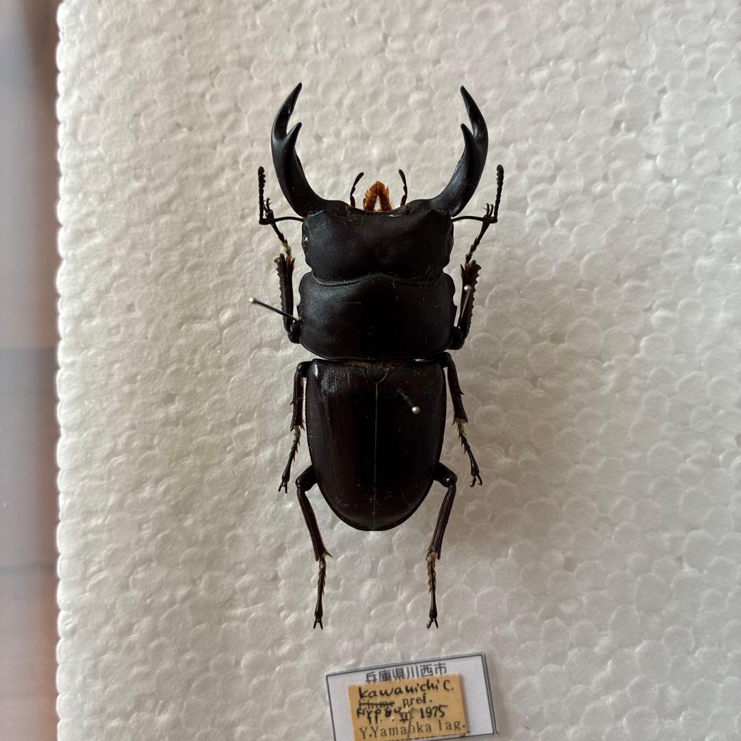 超貴重　1975年採集　野外採集品　オオクワガタ　61.0㎜