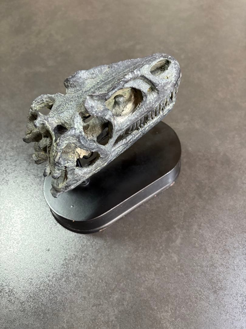 恐竜（アロサウルス）の頭部模型 黒色台座付き