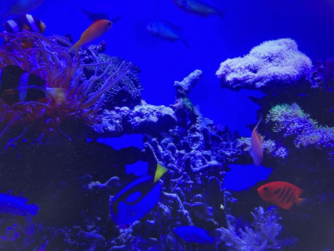 海水魚　飼育セット一式　引取り限定　東京荒川区