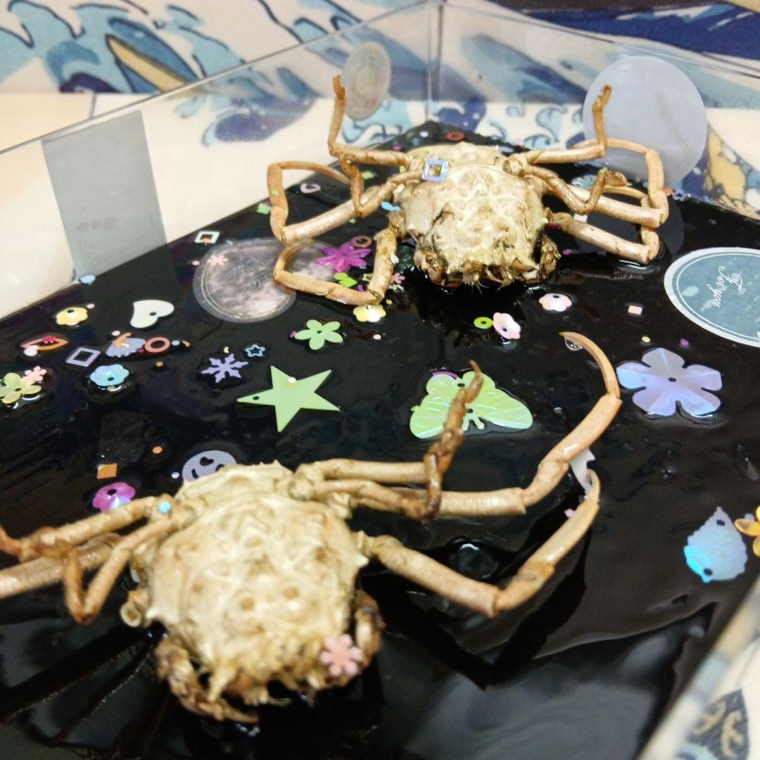 平家武者怨霊稀少レア瀬戸内海源平合戦古戦場人面蟹個体リアル立体鬼面蟹コレクション