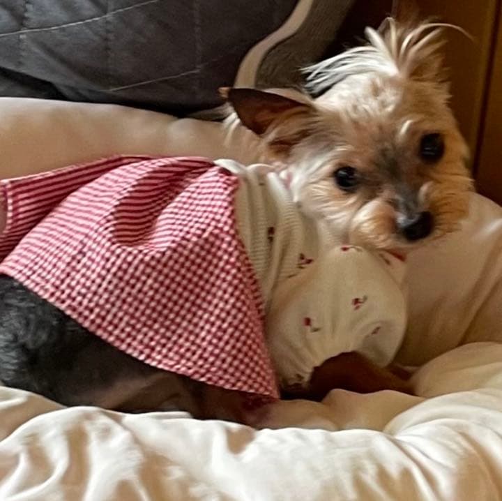 ハンドメイド犬服　さくらんぼのパフスリーブワンピ　★new