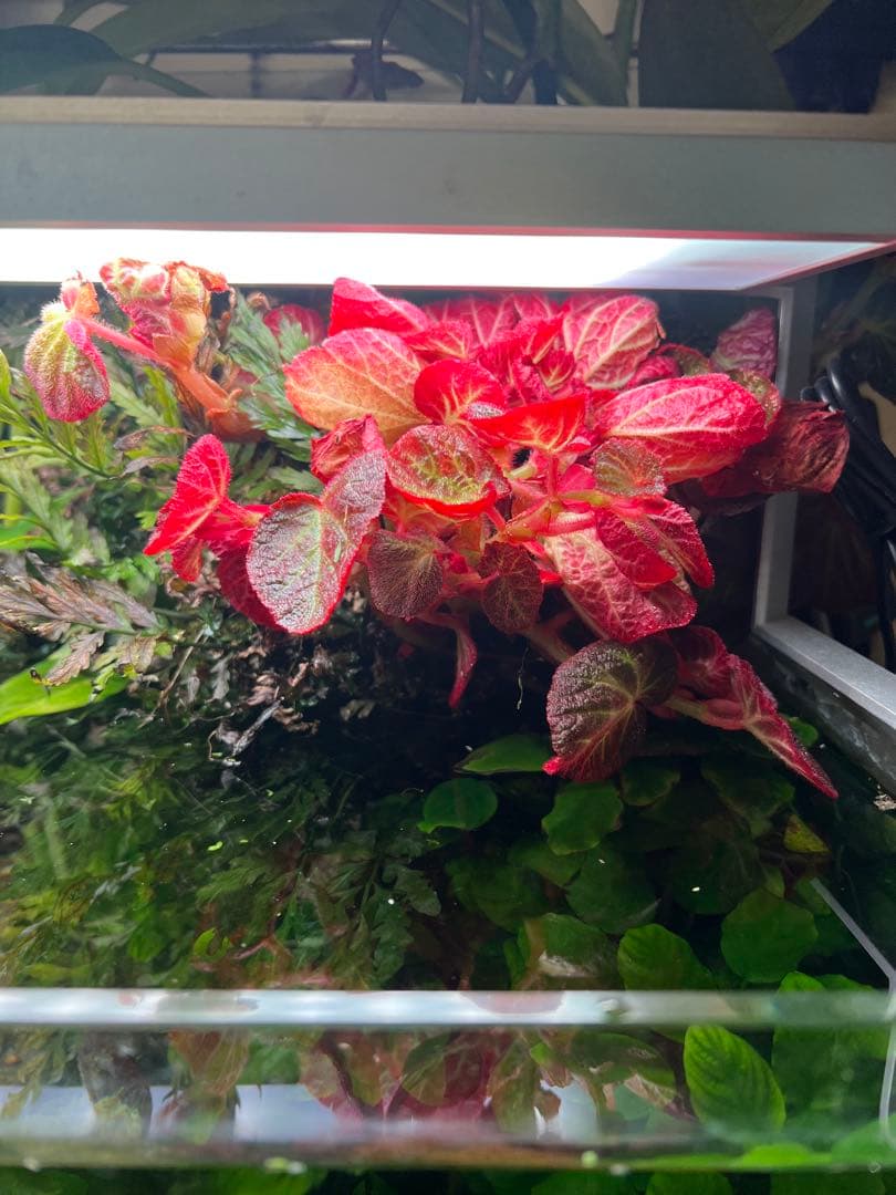 ADA 水草水槽 60cm RGBライト、CO2システム付き！オプション多数⭐︎