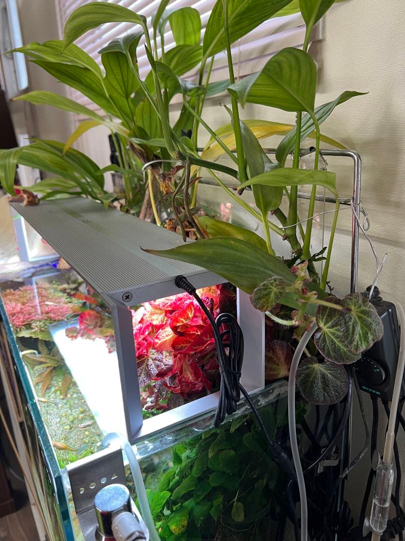 ADA 水草水槽 60cm RGBライト、CO2システム付き！オプション多数⭐︎