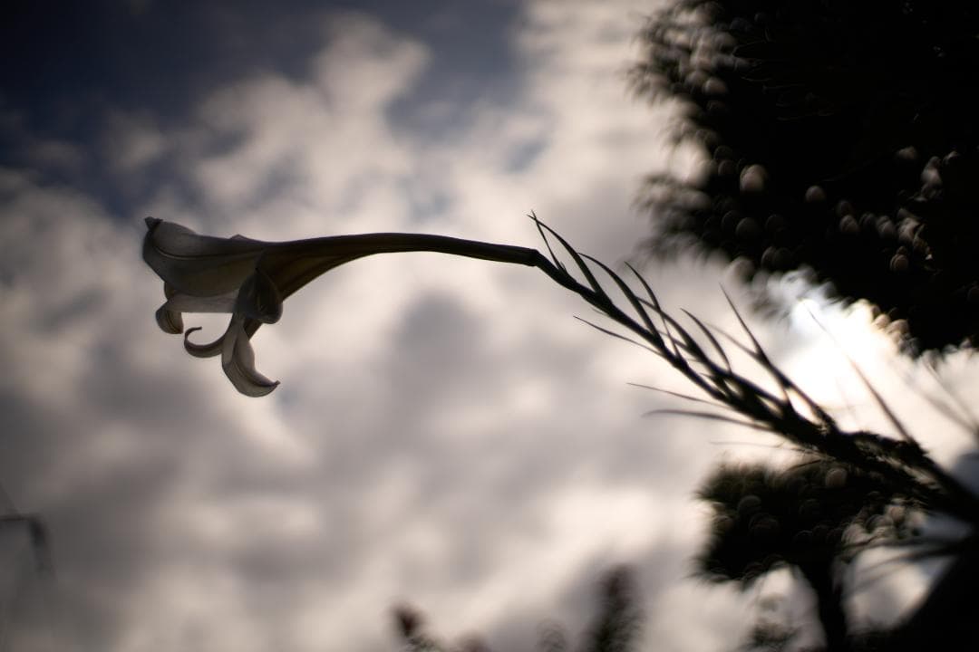 フィルムカメラ Super-Multi-Coated TAKUMAR 35mm F2 M42