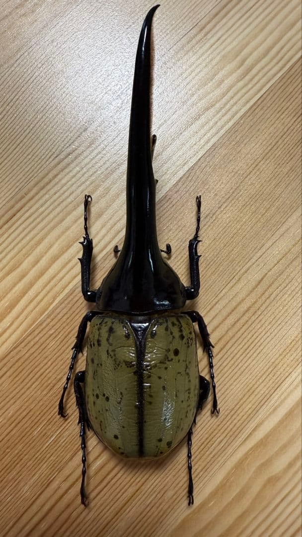 最終値下げ　ヘラクレスオオカブト　161mmペア