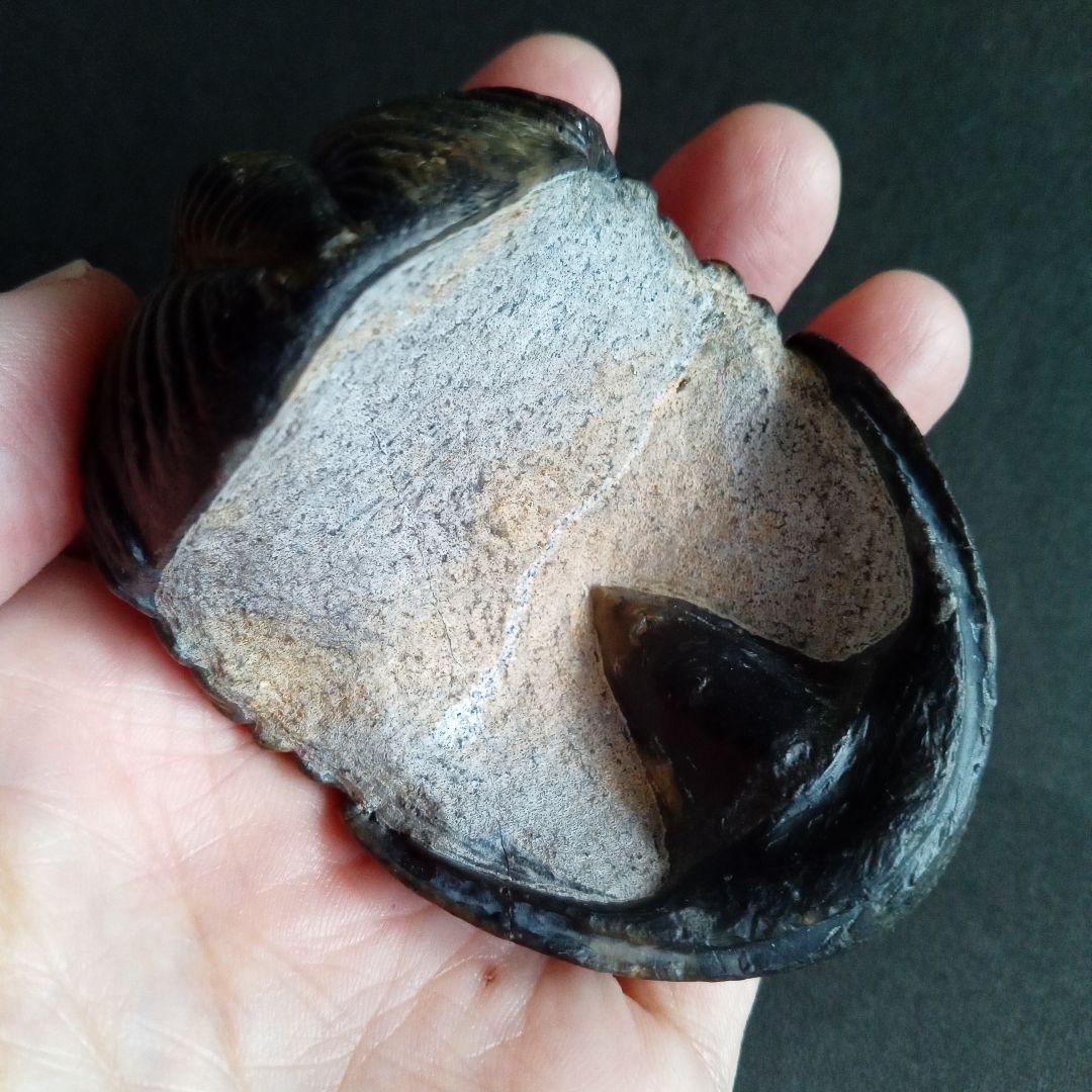 ジャイアントファコプス　超大型種　極美麗　ハイポストーマ有り　極めて希少　特級